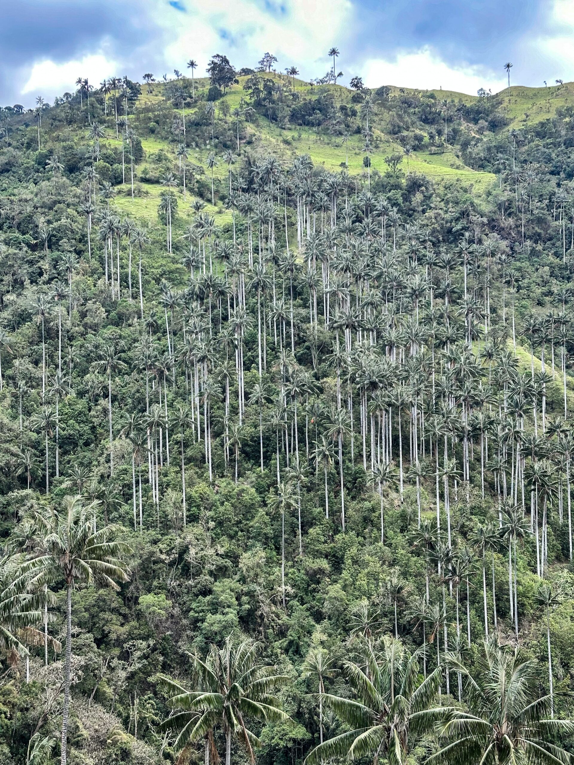 quimbayas trail